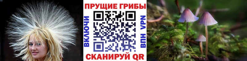 Купить закладки  Сергач  Галлюциногенные грибы Magic Shrooms 